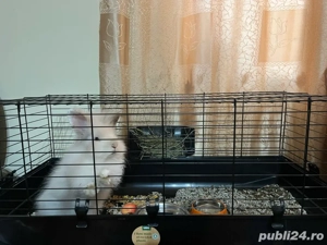 Iepuras Cap de Leu - imagine 5