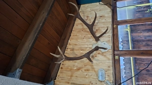 de vanzare corne cerb  - imagine 3