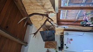 de vanzare corne cerb  - imagine 2