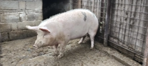 Porc de vânzare  - imagine 3