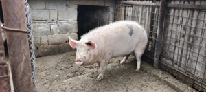 Porc de vânzare  - imagine 2