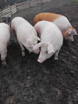 Vând porci de rasa 