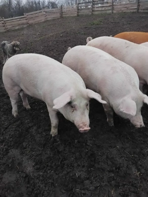 Vând porci de rasa  - imagine 3