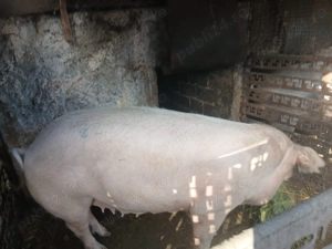Vand Porc 190   200kg - imagine 2