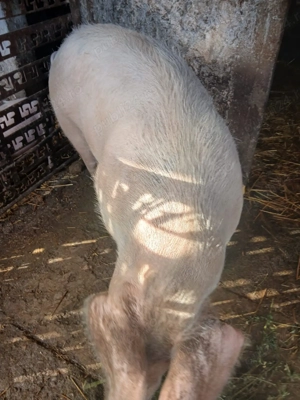 Vand Porc 190   200kg