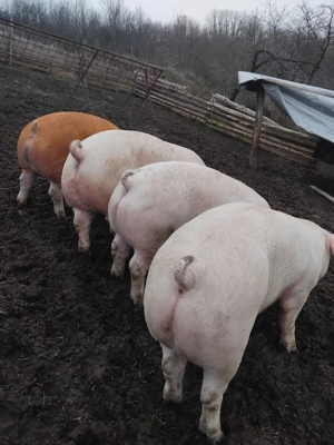 Vând porci de rasa  - imagine 2
