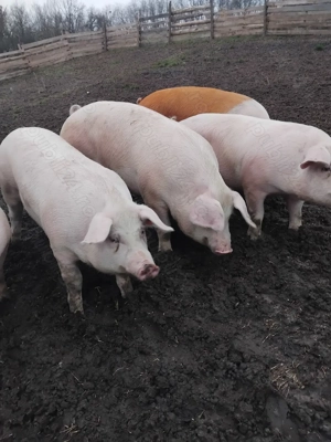 Vând porci de rasa  - imagine 5