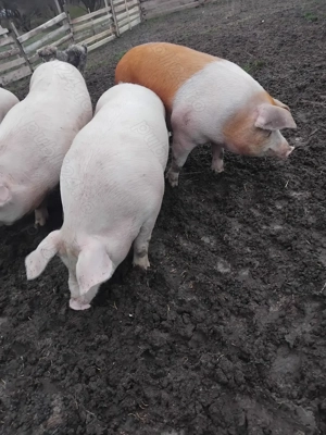 Vând porci de rasa  - imagine 4