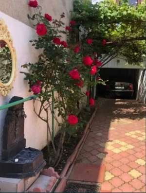 Proprietar inchiriez casa 3 camere, singur in curte, in Piata Muncii - imagine 2