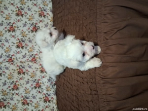 vand catei bishoni maltezi - imagine 4