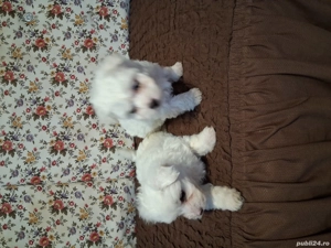 vand catei bishoni maltezi - imagine 2