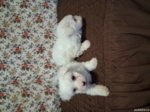 vand catei bishoni maltezi - imagine 3