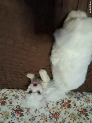 vand catei bishoni maltezi