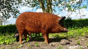 Porci Mangalita   rasa pură - imagine 3