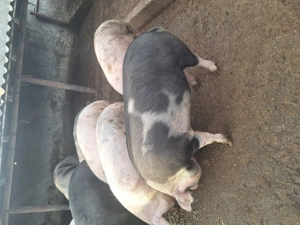 Porci de carne=13lei kg,jud Constanța, rel.tel: 