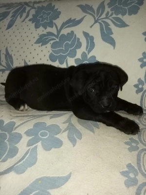 Căței cane corso  - imagine 2