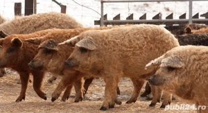 Porci Mangalita   rasa pură - imagine 2