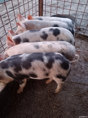 De vânzare preț la tel sau în privat 5 buc au 8 săptămâni  - imagine 3