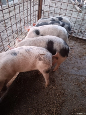 De vânzare preț la tel sau în privat 5 buc au 8 săptămâni 