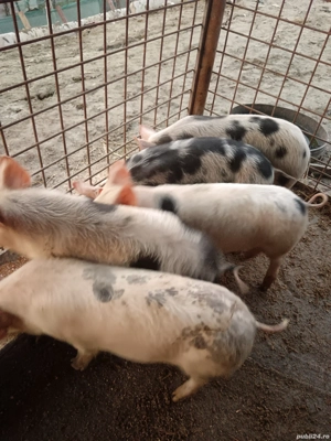 De vânzare preț la tel sau în privat 5 buc au 8 săptămâni  - imagine 2