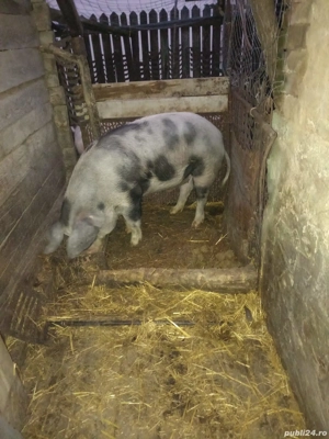 Vand Porc "Pietrain" 160 kg - imagine 3