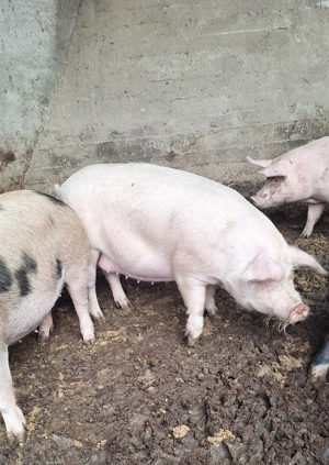 Scroafe gestante  - imagine 2