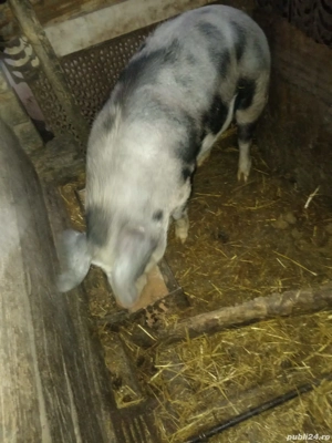 Vand Porc "Pietrain" 160 kg - imagine 2