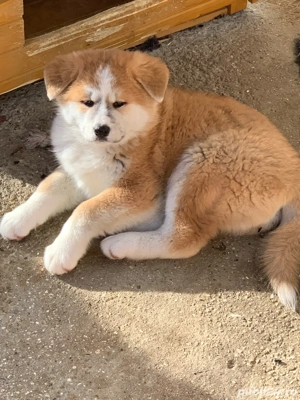 De vanzare pui Akita Inu, catelusi de vanzare