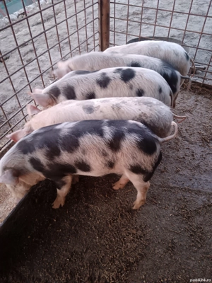 De vânzare preț la tel sau în privat 5 buc au 8 săptămâni  - imagine 4