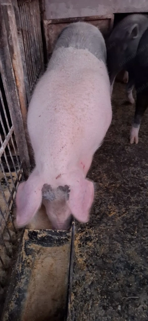 Porci BAZNA cu PETREAIN, 110-140 kg - imagine 2