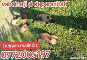 ciobănesc belgian malinois pui