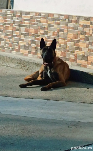 ciobănesc belgian malinois pui - imagine 4
