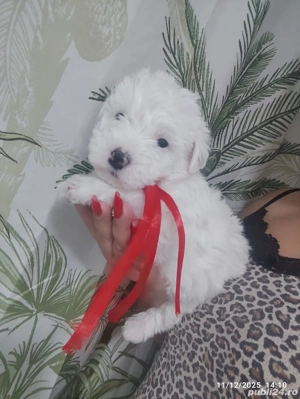 Bichon Havanez toy - imagine 2