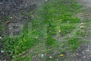 Pachet complet: casă + 800 mp Cocorastii Colt - imagine 10