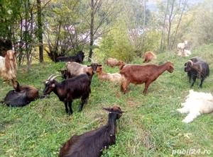 Capre de vânzare pentru lapte - imagine 2