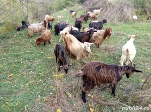 Capre de vânzare pentru lapte - imagine 4