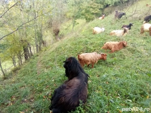 Capre de vânzare pentru lapte - imagine 3