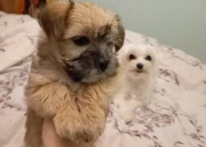 Vand catelusa rasa Morkies toy - imagine 3