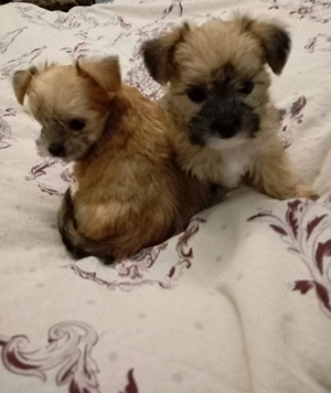 Vand catelusa rasa Morkies toy