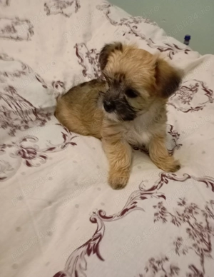 Vand catelusa rasa Morkies toy - imagine 2