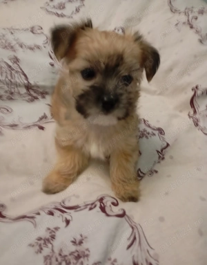 Vand catelusa rasa Morkies toy - imagine 4