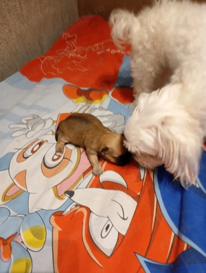 Vand catelusa rasa Morkies toy - imagine 5