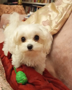 Vand catelusa rasa Morkies toy - imagine 7