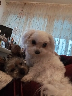 Vand catelusa rasa Morkies toy - imagine 6