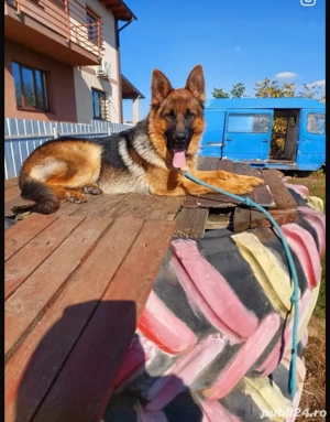 vand pui ciobanesc german 3 luni jumatate, linie de lucru - imagine 4