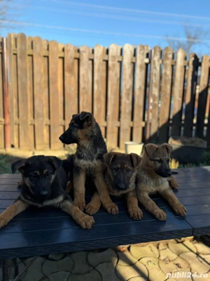 vand pui ciobanesc german 3 luni jumatate, linie de lucru - imagine 3