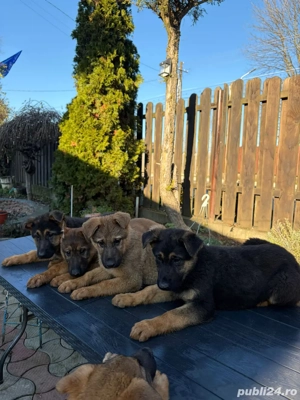 vand pui ciobanesc german 3 luni jumatate, linie de lucru - imagine 5