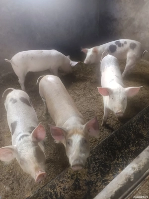 porci pietrean - imagine 4