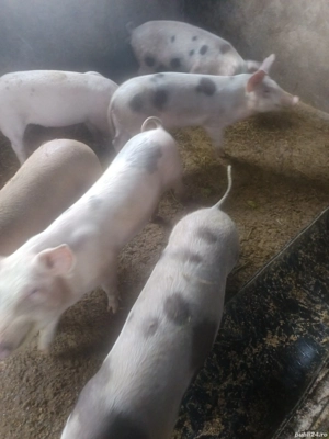 porci pietrean - imagine 3