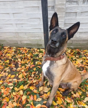 caței ciobănesc belgian malinois  - imagine 3